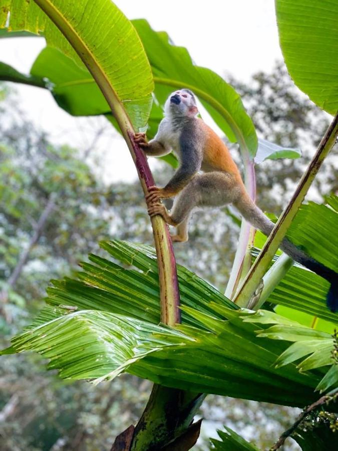 Suenos De Amor! Hermoso Y Acogedor Lugar Quepos Dış mekan fotoğraf