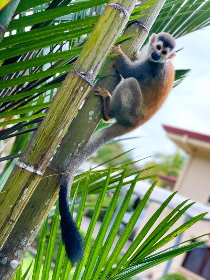 Suenos De Amor! Hermoso Y Acogedor Lugar Quepos Dış mekan fotoğraf