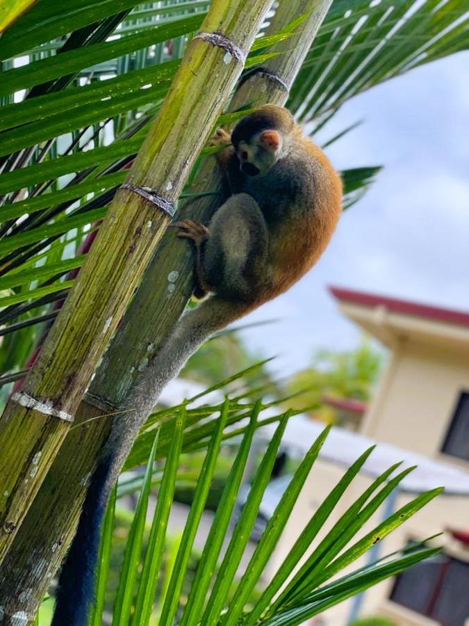Suenos De Amor! Hermoso Y Acogedor Lugar Quepos Dış mekan fotoğraf